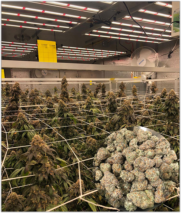 加拿大的大麻花房